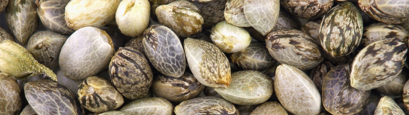 Lucky Dip Free Seed