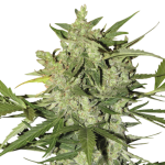 AK 47 Autoflower