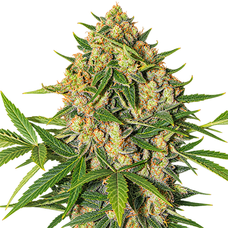 AK 47 Autoflower