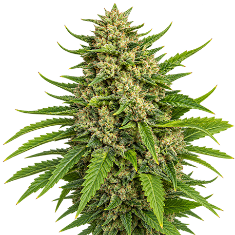 AK 47 Feminised