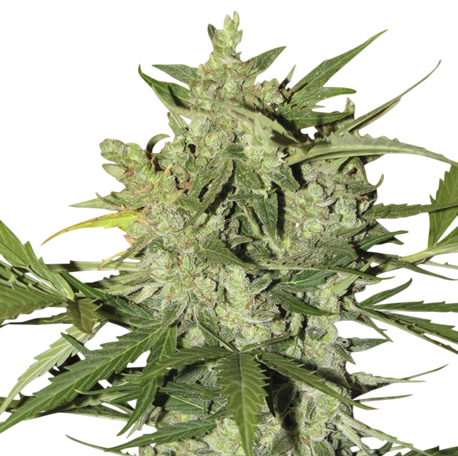 AK 47 Feminised