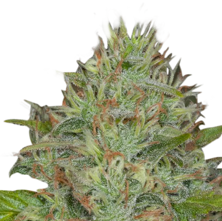 Afghan Kush Feminised