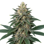 Afghan Kush Feminised