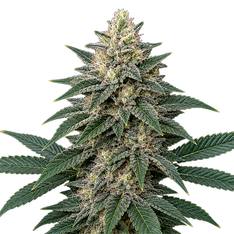 Afghan Kush Feminised
