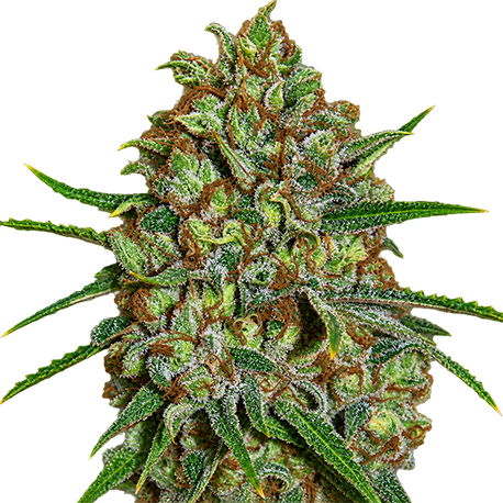 Afghan Skunk Feminised