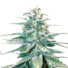 Amnesia Haze Feminised