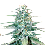 Amnesia Haze Feminised