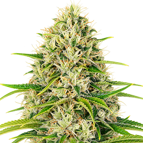 Amnesia Haze Autoflower