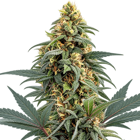 Amnesia Haze Feminised