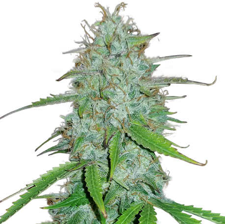 Amnesia Haze Autoflower