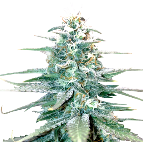 Amnesia Haze Feminised