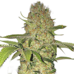 Big Bud Fast Feminised