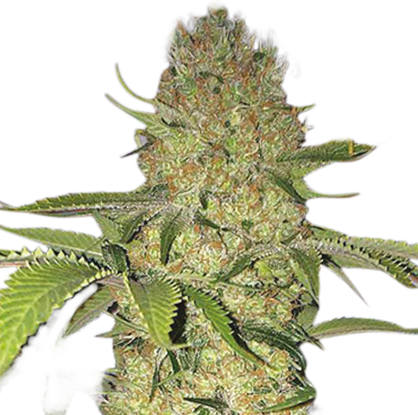 Big Bud Fast Feminised