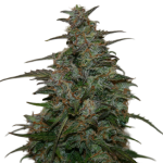 Blueberry Autoflower