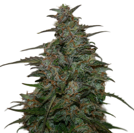 Blueberry Autoflower
