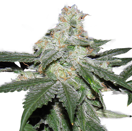 Banana Kush Autoflower