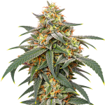 Banana Kush Autoflower