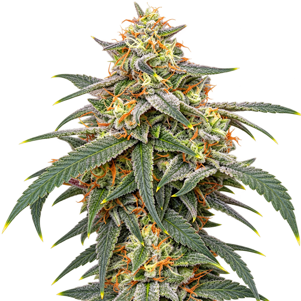 Banana Kush Autoflower