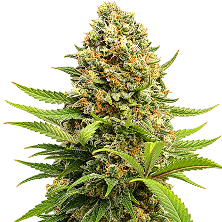 Banana Kush Feminised