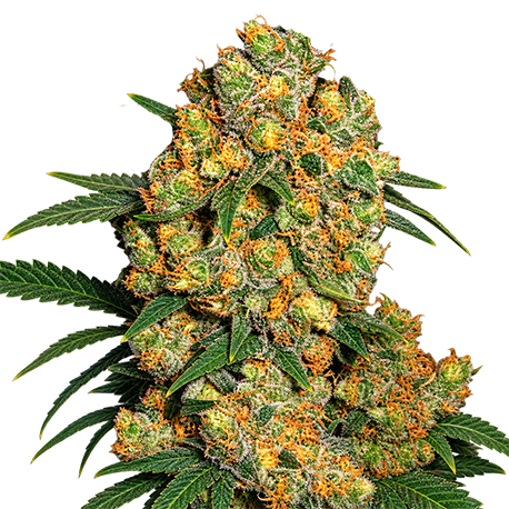 Big Bud Fast Feminised