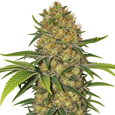 Big Bud Feminised