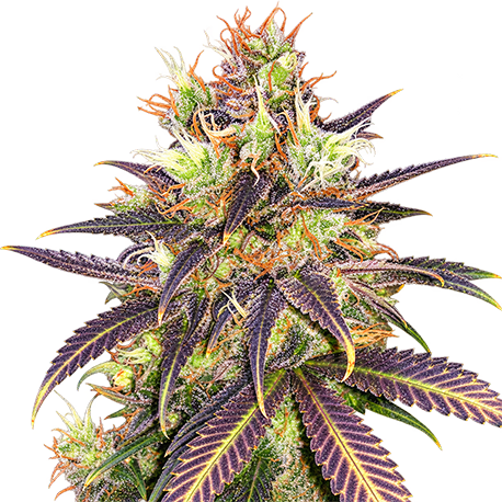 Blackberry Kush Feminised