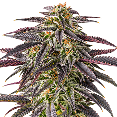 Blue Cheese Feminised