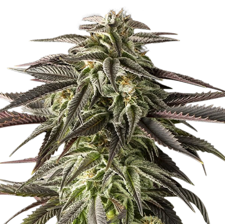 Blue Cheese Feminised