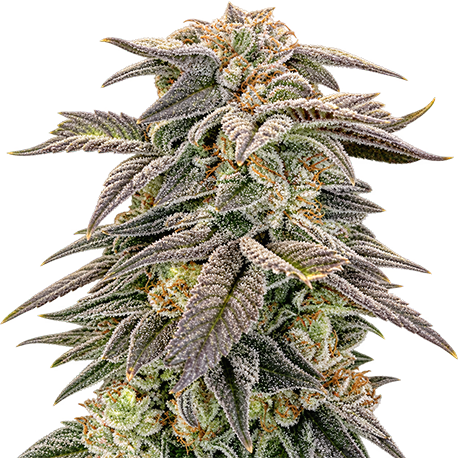 Blue Dream Feminised