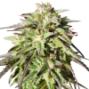 Blue Haze