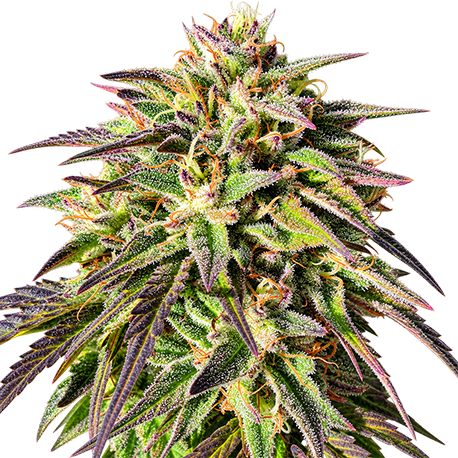 Blue Haze Feminised