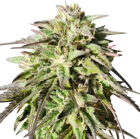 Blue Haze Feminised
