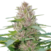 Blueberry Feminised