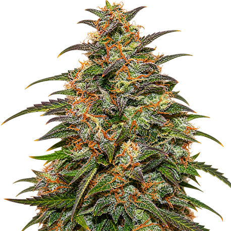 Blueberry Autoflower
