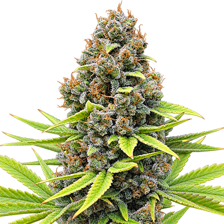 Blueberry CBD Feminised
