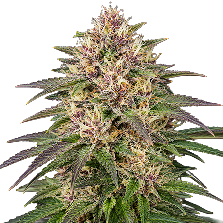 Blue Dream Feminised