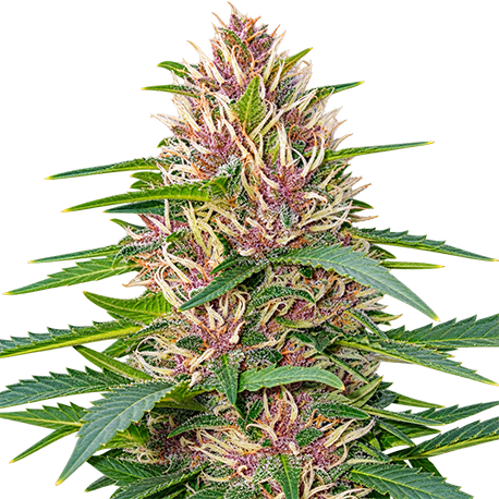 Blueberry Feminised