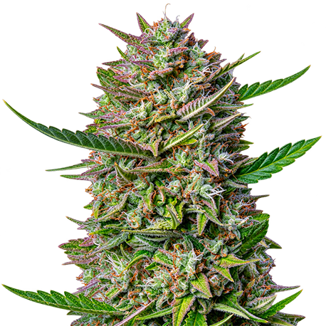 Blueberry Jack Autoflower