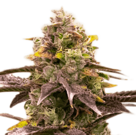 Blueberry Jack Autoflower