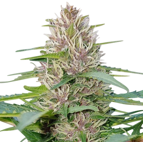 Blueberry Feminised