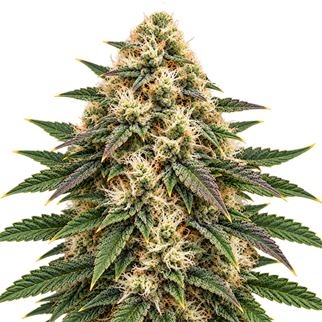 Bruce Banner Autoflower