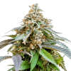 Bubba Kush Feminised