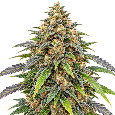 Bubba Kush Feminised
