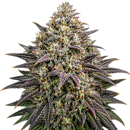 Bubba Kush Feminised