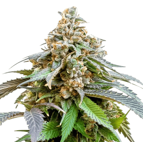 Bubba Kush Autoflower