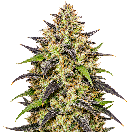 Bubblegum Autoflower