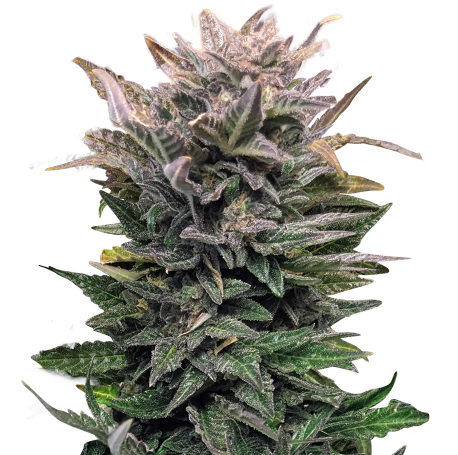 CBD Kush Autoflower