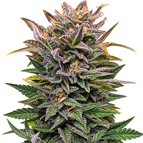 CBD Kush Autoflower