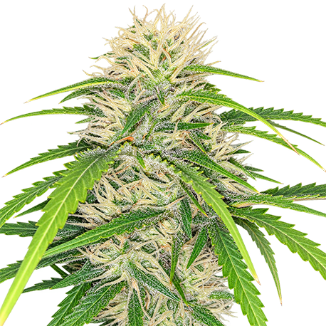 Candy Kush Feminised