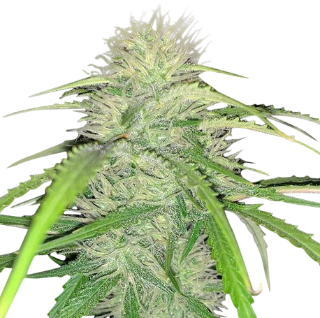 Candy Kush Feminised